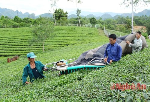 Diện tích chè đang được điều chỉnh giảm (trong ảnh: thu hái chè tại Thanh Thủy, Thanh Chương)