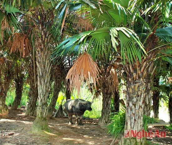 Người dân thường buộc trâu, bò dưới tán lạ cọ để chúng nghỉ ngơi và tránh nắng