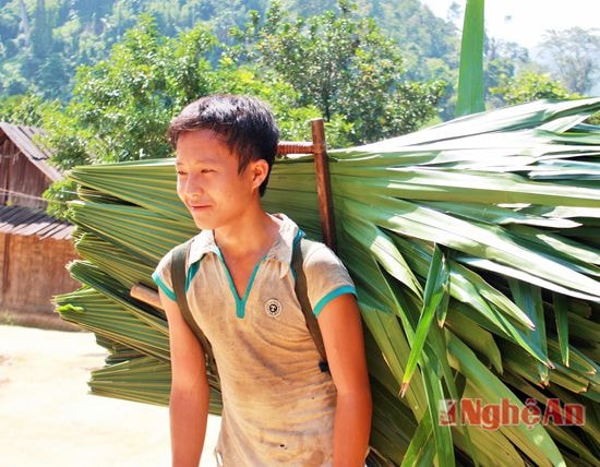 Lá cọ được người dân lấy về lợp mái nhà