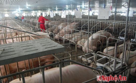  Trong trại  nhiệt độ luôn ở 25
