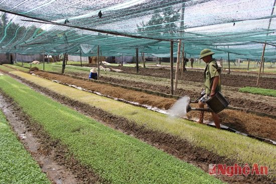 Chăm sóc rau ở xã Hưng Đông (TP. Vinh). Ảnh: P.H