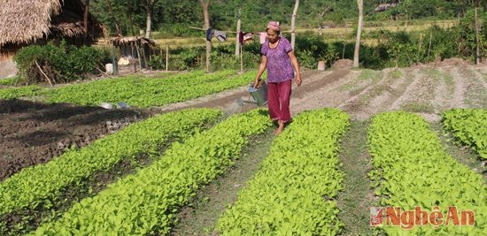 Ruộng rau của bà Vi Thị Lương (bản Mồng, Châu Kim, Quế Phong).