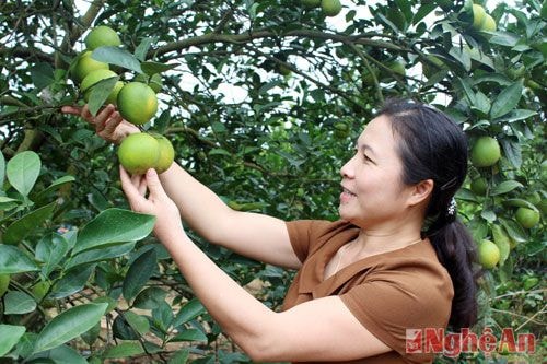 Đồng chí Ngân Thị Hồng, Trưởng Ban Dân vận Huyện ủy Quỳ Hợp tìm hiểu về hiệu quả 