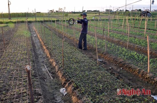 Vườn hoa của ga đình anh Nguyễn Văn An, xóm 6, xã Diễn Kỷ, huyện Diễn Châu năm nay trồng 5 sào hoa cúc. Sau khi cây giống trồng được 3 ngày, công việc đầu tiên là kéo điện ra vườn để thắp sáng vào ban đêm.