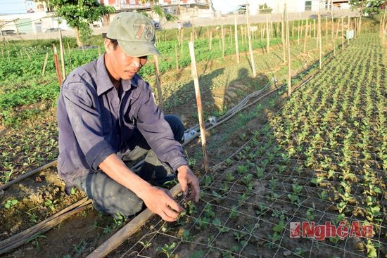 Để cây hoa không bị đổ, gãy, người trồng hoa phải sử dụng lưới để nhấc dần theo chiều cao của cây hoa.