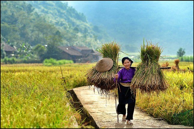 Bình yên trên những cánh đồng.