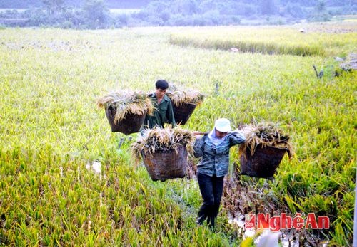 Châu Hội (Quì Châu) được mùa lúa hè thu