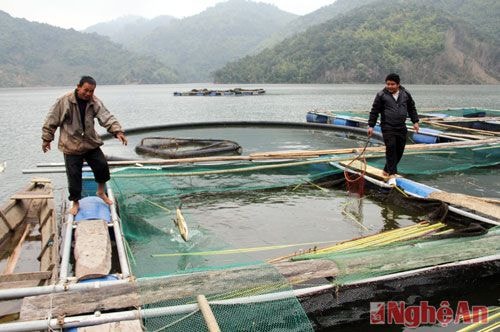 Một lồng cá năng suất cao trên hồ thủy điện Bản Vẽ (Tương Dương). Ảnh: Hồ Phương.