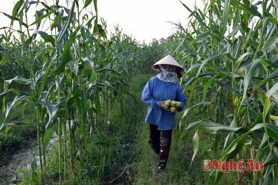 Dịp này, bà con nông dân đang thu hoạch ngô nếp, bán cho thương lái làm hàng hóa. Theo bà con cho biết, ngô nếp dễ bán, tại ruộng có giá 1.500 đồng/bắp. 1 ha ngô riêng thu hoạch bắp đã được khoảng 40 triệu đồng, ngoài ra còn bán thân cây với giá 3.000 đồng/kg.