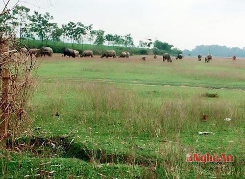 Cánh đồng ở khu vực xom 4, xã Nghĩa Bình nơi nhóm nghi phạm trộm chó bỏ lại tang vật