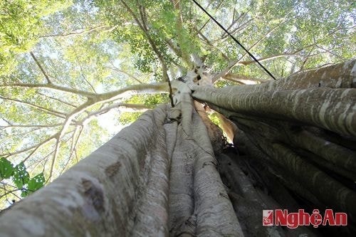 Trong khuôn viên đền Vạn- Cửa Rào có những cây cổ thụ hàng trăm năm tuổi, là một 