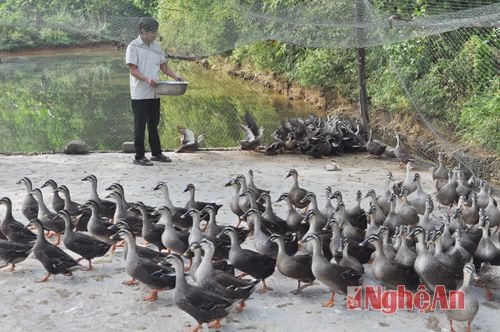 Chủ trang trại Thanh Đức ở Thuận Sơn được vay vốn đầu tư phát triển chăn nuôi vịt trời