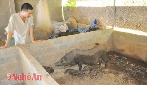 Chủ trang trại Cao Tiến Sơn xã Lam Sơn vay vốn ngân hàng đầu tư mô hình nuôi lợn rừng