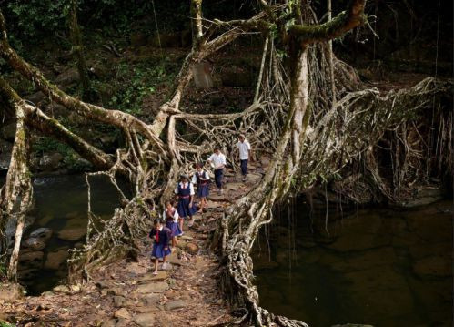 Cư dân ở bang Meghalaya, Đông Bắc Ấn Độ không cần phải xây cầu. Những cây cầu được hình thành từ rễ cây lơ lửng trên không của những loại cây như Ficus elastica. Qua 500 năm, có nhiều cây cầu như vậy đã được sinh ra, dài tới 3 km và chịu được sức nặng của 50 người, vững vàng trước lũ lụt.