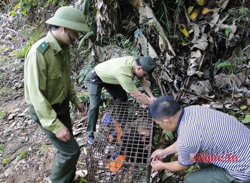 4 cá thể khỉ mặt đỏ được cán bộ Trung tâm trả về môi trường tự nhiên