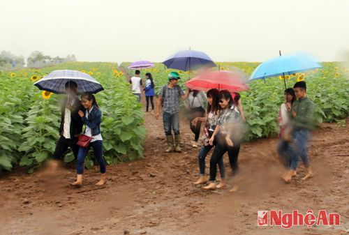 Dù hôm nay trời mưa nhưng đông đảo người dân ở khắp các miền vẫn đổ về cánh đồng hoa hướng dương để ngắm.