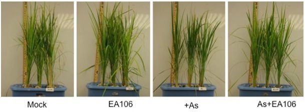 Thí nghiệm của Đại học Daleware chứng minh tác động của vi khuẩn EA106 (Ở ngoài cùng bên trái là lúa đối chứng không được xử lý EA106 hay Asen. Lúa được xử lý EA106 cho thấy sự tăng trưởng vượt trội trong khi lúa được xử lý Asen bị còi cọc và có lá vàng. Ở ngoài cùng bên phải, lúa được xử lý Asen hồi phục khi rễ của chúng được cấy EA106)