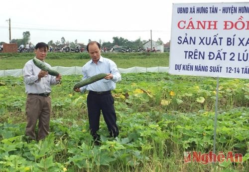 Lãnh đạo huyện Hưng Nguyên kiểm tra mô hình