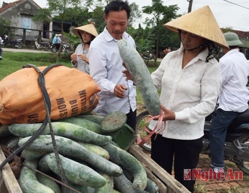 Chị Cao Thị Lan ở xóm 9, Hưng Tân làm 2 sào bí cho biết với năng suất 8 t ạ/sào, hiệu quả gấp 3 lần làm lúa