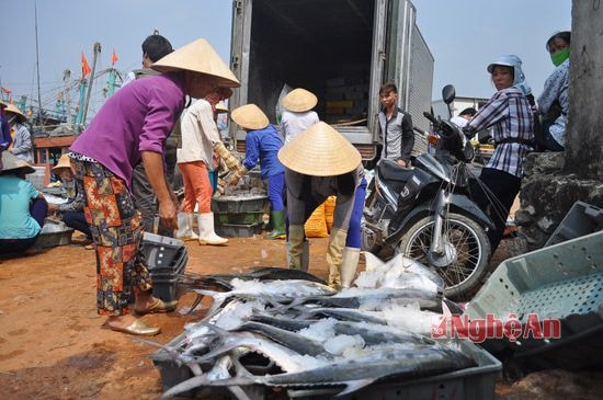 Ngư dân Hoàng Mai sau khi đánh bắt về đang bảo quản ở dạng thô, khá đơn giản