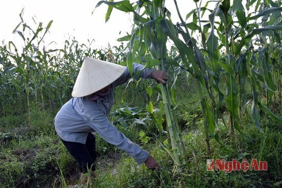 Người dân thu hoạch cây ngô tươi. (Ảnh tư liệu - Xuân Hoàng)