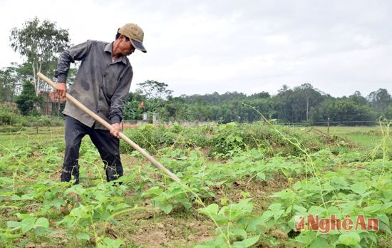 Chăm sóc đậu cô ve ở xóm 5, xã Đại Thành