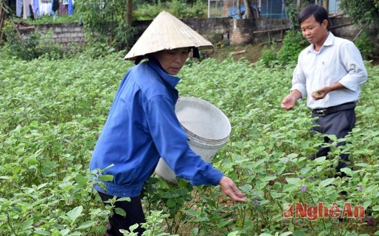 Cà pháo xanh là cây trồng vụ đông thu nhập cao nhất ở Đại Thành, trên dưới 100 triệu đồng/ha.