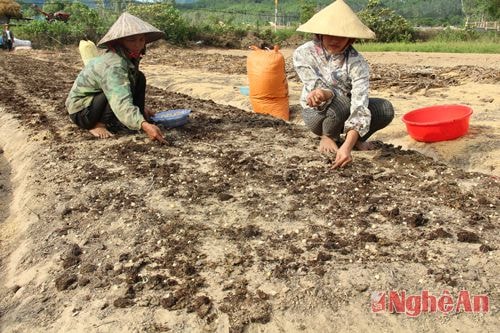 Người dân Nghi Lâm gieo trỉa hành tăm