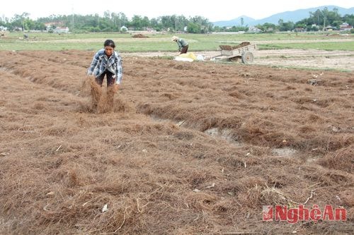 Sau khi gieo hạt người dân phủ lớp lá thông nhằm tạo độ ẩm cho hành tăm phát triển tốt