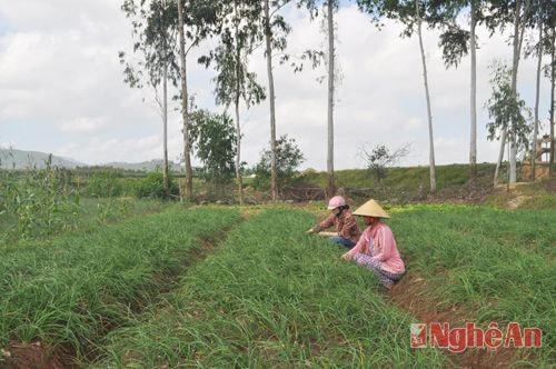 Chăm sóc hành tăm chờ đến ngày thu hoạch