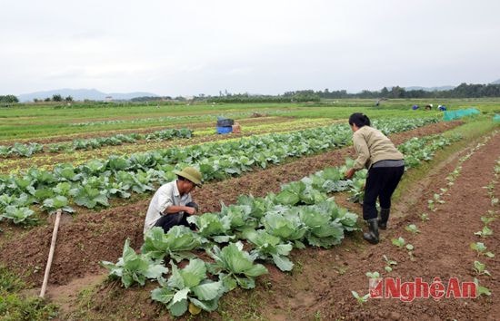 Cánh đồng Bò Rò rộng 20 ha của xã Nam Thành vụ đông này bà con nông dân trồng nhiều loại rau màu khác nhau.