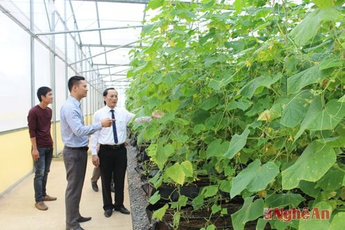 Rau bao tử dưa chuột được sản xuất theo quy trình nghiêm ngặt, đảm bảo an toàn VSTP