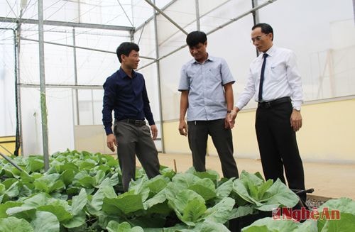 Rau bắp cải đang chuẩn bị cuốn