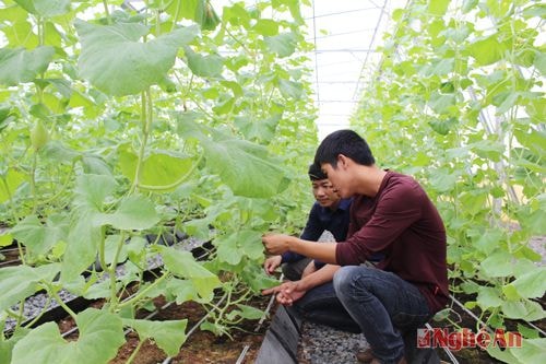 Dưa lê Kim cô nương được trồng trong 60 ngày, trên diện tích 2.500 m2 sẽ thu về khoảng 20- 25 nghìn tấn dưa, giá bán ra thị trường 50 nghìn đồng/kg