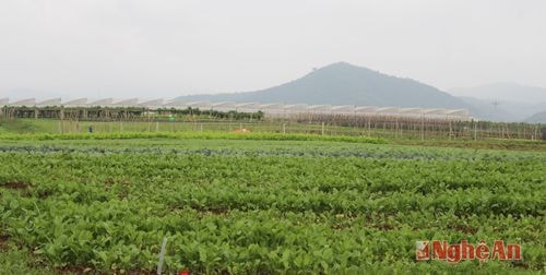 Cánh đồng mở sản xuất rau theo phương thức truyền thống nhưng cam kết hoàn toàn không sử dụng các loại thuốc BVTV