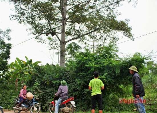 Đã có rất nhiều người đề nghị mua lại những tổ ong nhưng gia đình ông Khoa không đồng ý