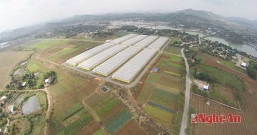 Diện tích  trồng rau sạch ứng dụng công nghệ cao đã lên đến trên 100 ha với 8 nhà lưới, ngoài ra là cánh đồng mở sản xuất theo công nghệ truyền thống nhưng hoàn toàn không sử dụng thuốc sâu, cung cấp rau sạch cho các thị trường Vinh và Hà Nội.