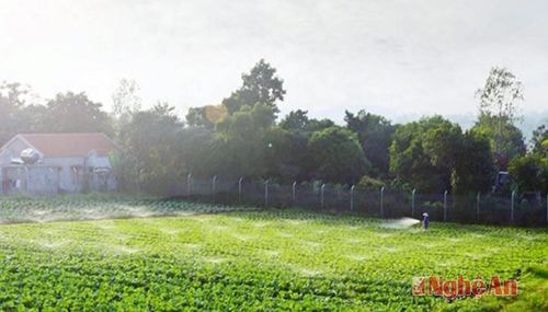 diện tích  trồng rau sạch ứng dụng công nghệ cao đã lên đến trên 100 ha với 8 nhà lưới, ngoài ra là cánh đồng mở sản xuất theo công nghệ truyền thống nhưng hoàn toàn không sử dụng thuốc sâu, cung cấp rau sạch cho các thị trường Vinh và Hà Nội
