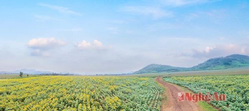 Đồng hoa hướng dương được trồng làm thức ăn cho bò