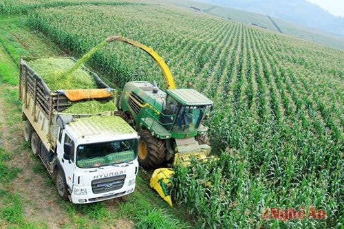 Những chiếc xe thu hoahcj ngô này mỗi phút có thể cắt và băm nhỏ 1 tấn ngô, mỗi ngày có thể cắt tới 500 tấn. Ngô được đưa về ủ chua, yếm khí theo quy trình nghiêm ngặt tại hai Trung tâm thức ăn số 1 và số 2