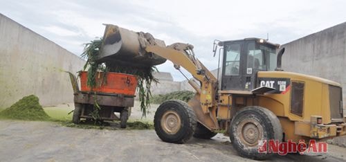 Thức ăn cho bò được làm nhỏ tại Trung tâm thức ăn số 1