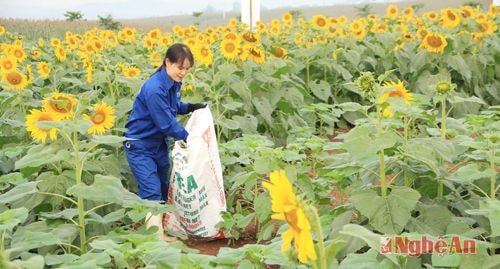 theo các chuyên gia về dinh dưỡng, cây hoa hướng dương có giá trị hàm lượng protein cao hơn từ 6- 16% so với ngô và cỏ. Hoa cũng giúp tạo hương vị thơm ngon cho sản phẩm sữa tươi
