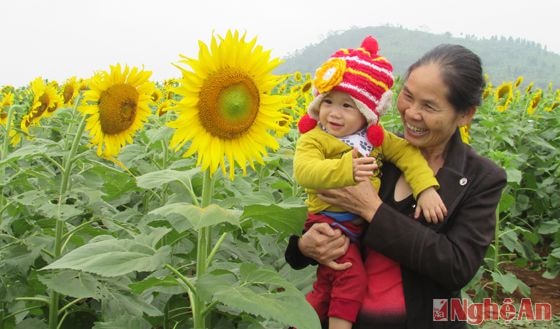 Theo ước tính, trong ngày cuối tuần có hàng trăm ngàn người cùng hàng chục ngàn lượt ô tô, xe máy đổ về cánh đồng hoa. Dù xảy ra tình trạng tắc nghẽn nhưng ai cũng hào hứng, vui vẻ chờ đến lượt được vào ngắm cánh đồng hoa. Điều này chứng tỏ sức hút mãnh liệt của cánh đồng hoa hướng dương Nghĩa Đàn trong lòng du khách. 