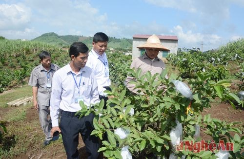 Chuyển đổi cơ cấu cây trồng cho hiệu quả kinh tế cao.