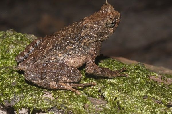 Megophrys latidactyla. (Ảnh: Nguyễn Thiên Tạo).