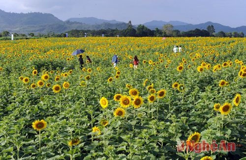 Đồng hoa hướng dương thu hút nhiều bạn trẻ đến tham quan mỗi ngày.