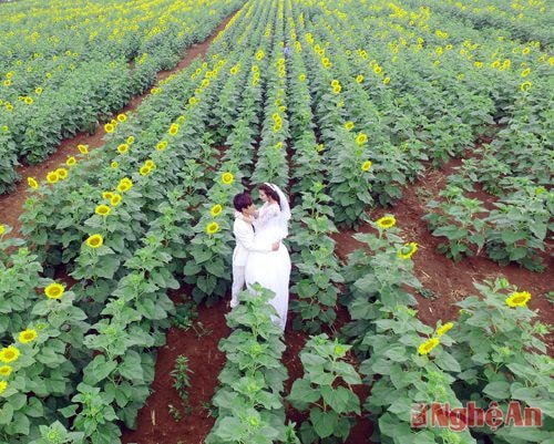 Những đôi uyên ương tìm đến cánh đồng hướng dương để lưu lại những khoảnh khắc đáng nhớ nhất của cuộc đời.