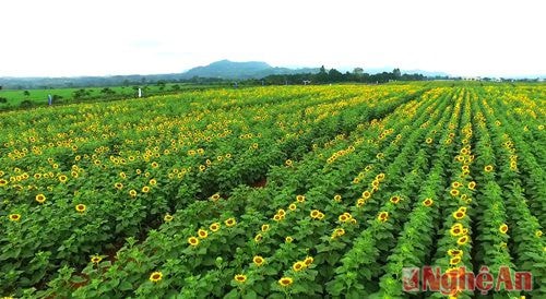 Từ trên cao, có thể thấy thời điểm hiện tại, vẫn còn một số diện tích cánh đồng hoa hướng dương chưa bung nở. Du khách có thể yên tâm lên kế hoạch 