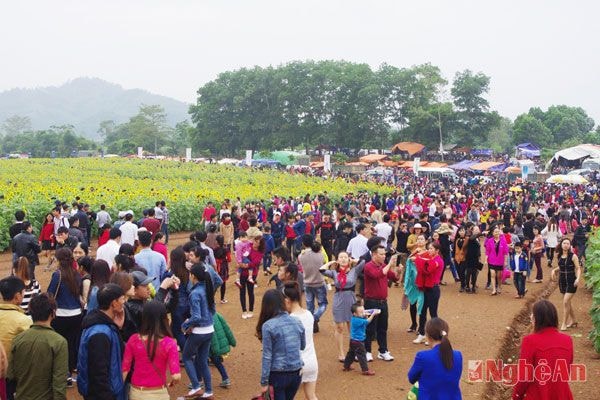 Trong hai ngày cuối tuần qua, cánh đồng hoa hướng dương đã thu hút hàng vạn người đổ về chiêm ngưỡng. Sức nóng của cánh đồng hoa vẫn chưa dừng lại, dự kiến trong những ngày tới, lượng du khách đổ về Nghĩa Đàn sẽ tiếp tục tăng lên. Các cơ quan chức năng của huyện Nghĩa Đàn cũng đang xây dựng kế hoạch bảo vệ tuyệt đối an toàn cho du khách. Ảnh: Quỳnh Lan