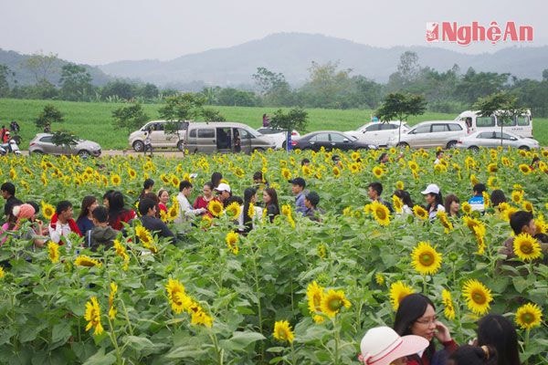 Đông đảo người dân đến cánh đồng hoa hướng dương